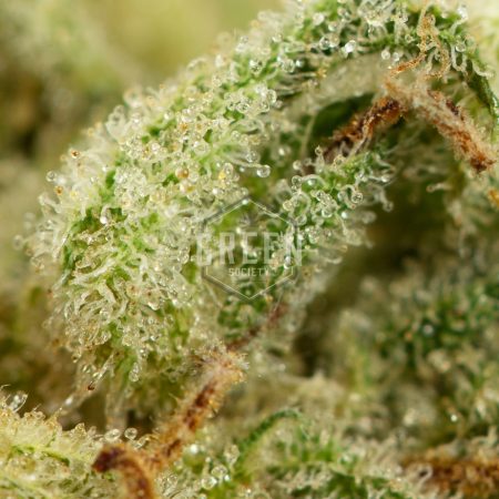 Buy Lemon Zkittle Online Green Society