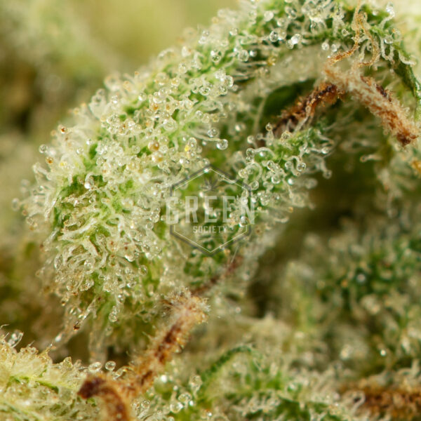 Buy Lemon Zkittle Online Green Society