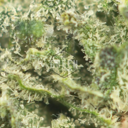 Buy Blackberry Diesel Online Green Society