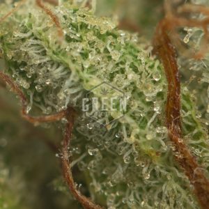 Buy Cat Piss Strain Online Green Society