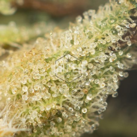 Buy Gasoline Zest #5 Online Green Society