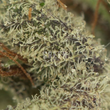 Buy God's Gift Strain Online Green Society