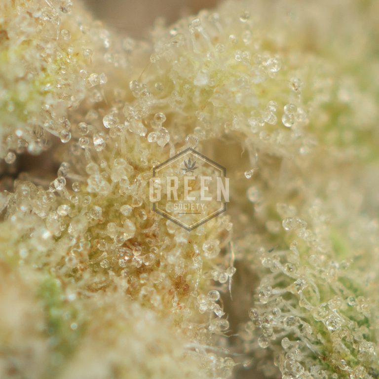 Honey Badger Haze Buy Weed Online Green Society