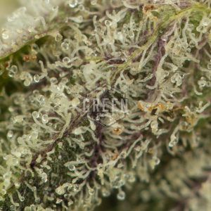 Buy Kosher Kush Online Green Society