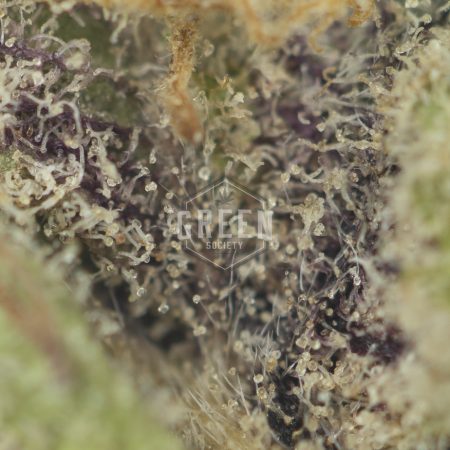 Buy McGrupp Strain Online Green Society