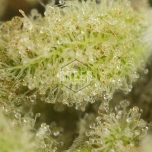 Buy Papaya Punch #2 Strain Online Green Society