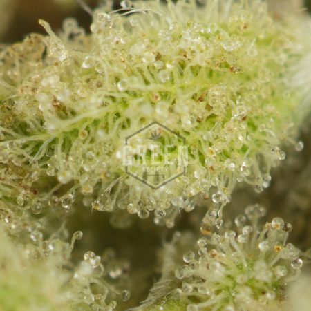 Buy Papaya Punch #2 Strain Online Green Society
