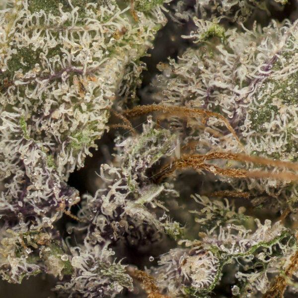 Purple Candy