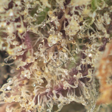 Buy Skunkberry Strain Online Green Society