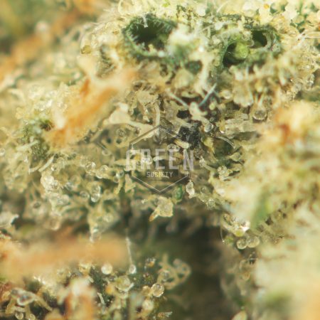 Buy Vanilla Kush Online Green Society