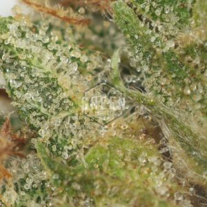 Buy KO Kush Online Green Society