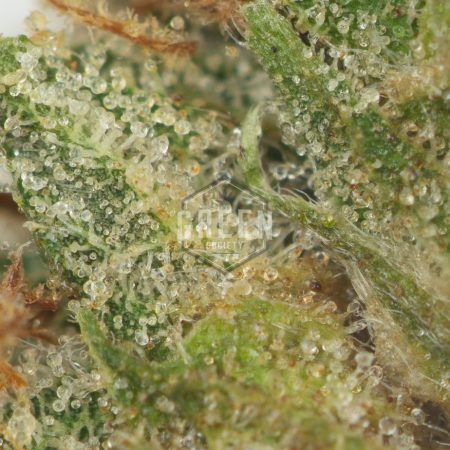 Buy KO Kush Online Green Society