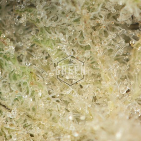 Buy Mandarina by Pluto Craft Cannabis Online Green Society