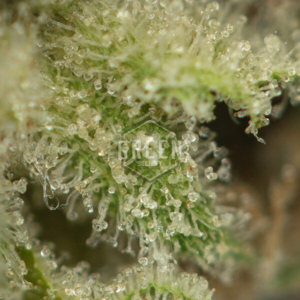 Northern Lights #5 x Haze