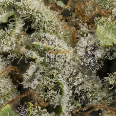 Buy Sour Cherry Kush Strain Online Green Society