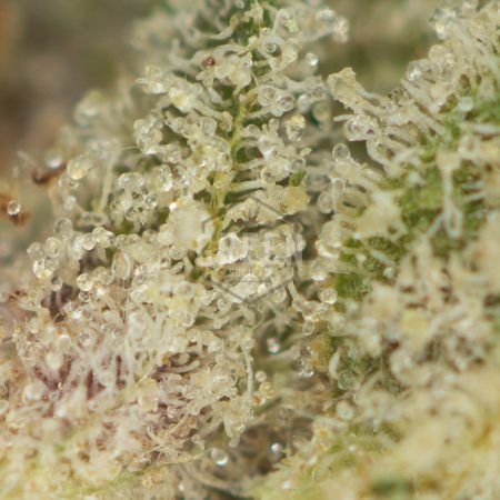 Buy The Lizard by Bubba Kings Online Green Society