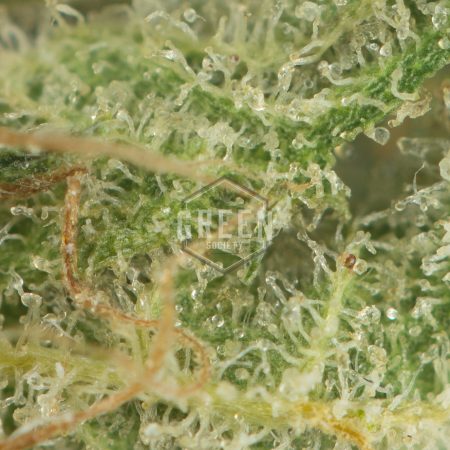 Buy Tropic Thunder Online Green Society