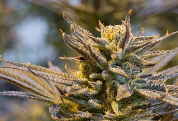 The Value Of Medical Marijuana