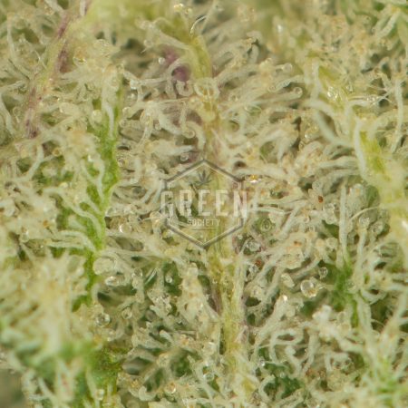 Buy Cypress OG Strain Online Green Society