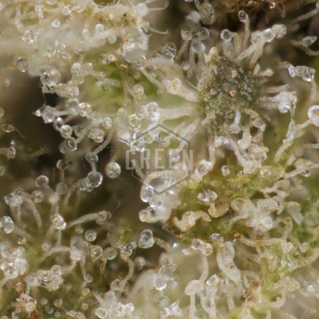 Buy Kushberry Online Green Society