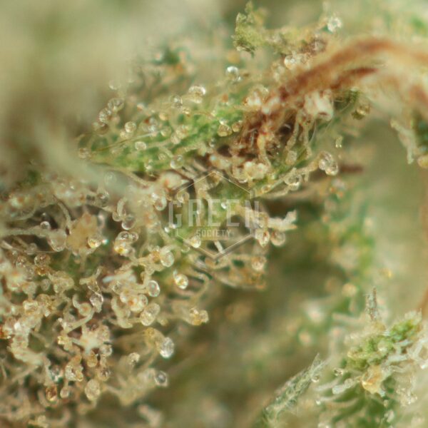 Buy Outdoor Grown Nuken Online Green Society