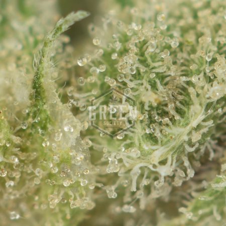 Buy Wakanda OG Strain Online Green Society