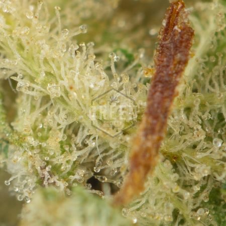 Buy Budget Buds Online Green Society