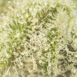 Buy Jack's Cleaner by TGA Subcool Strain Online Green Society