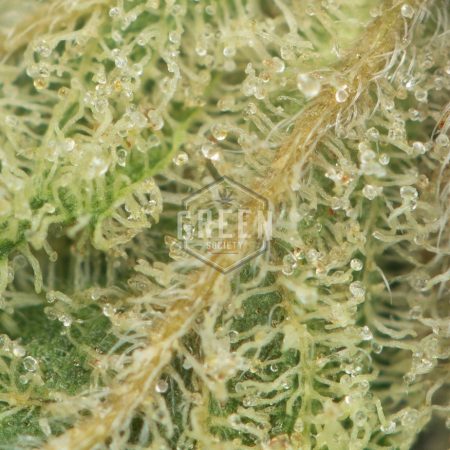 Buy Panda OG Strain Online Green Society