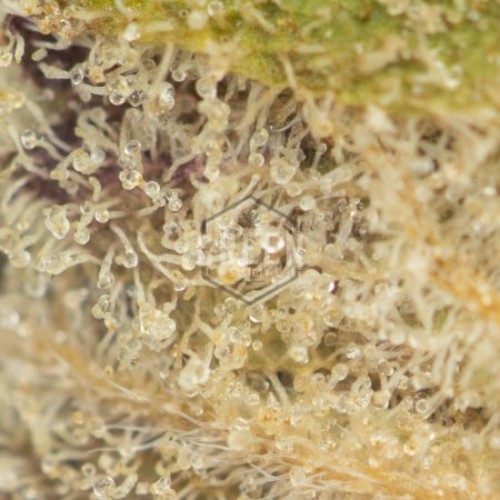 Buy Sundae Driver Weed Online Green Society