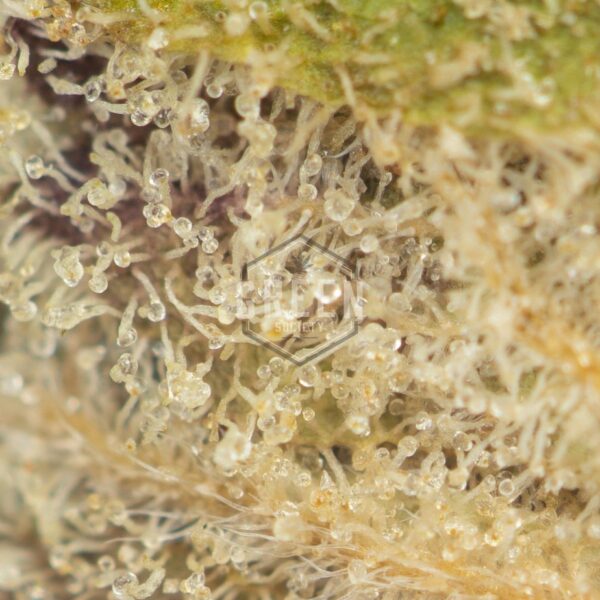 Buy Sundae Driver Weed Online Green Society