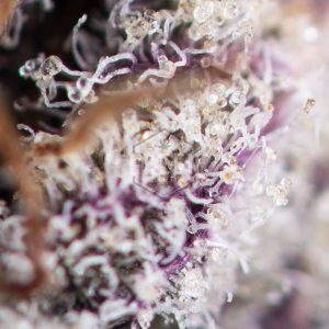 Buy Medi Kush Online Green Society