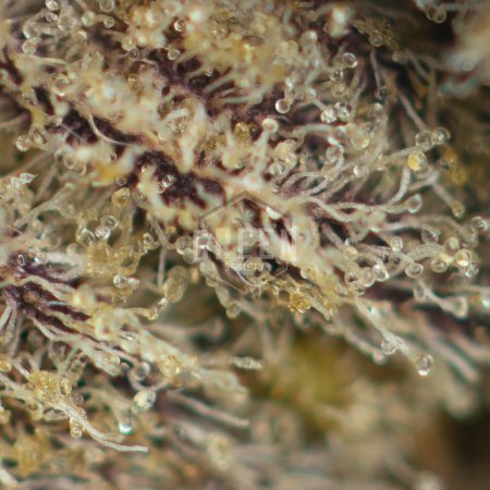 Buy Mendocino Purps Online Green Society