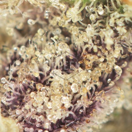 Buy Purple Zkittlez Strain Online Green Society