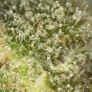 Buy Vanilla Bean Weed Strain Online Green Society