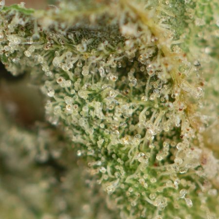 Buy Agent Orange Weed Strain Online Green Society