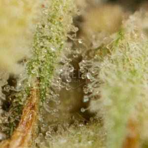 Buy BC Rockstar Strain Online Green Society