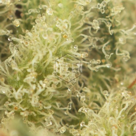 Buy Franco's Lemon Cheese Strain Green Society