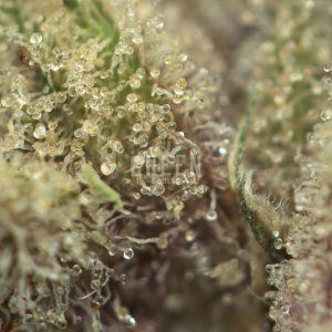 Buy Jack Frost Strain Online Green Society
