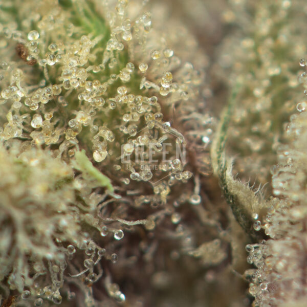 Buy Jack Frost Strain Online Green Society