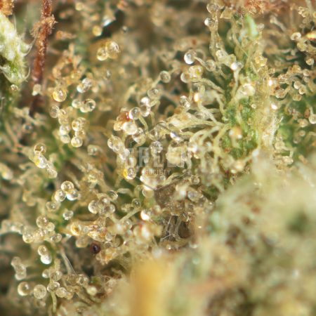 Buy Orange Push Pop Strain Online Green Society