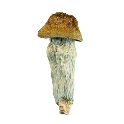 Buy Penis Envy Mushrooms Online Green Society