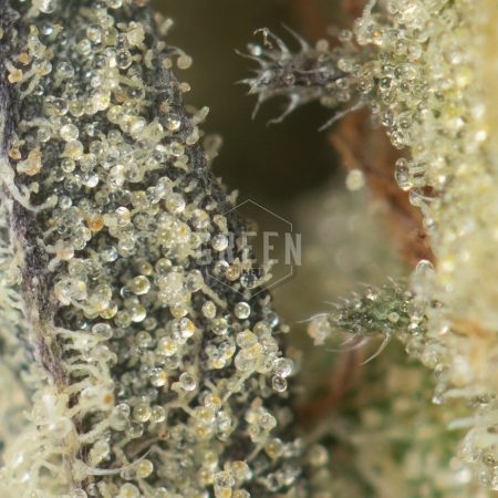 Buy Screwhead OG Strain Online Green Society