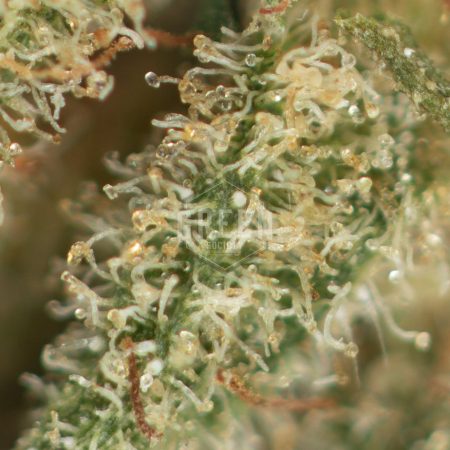 Buy SeaWarp Strain Online Green Society