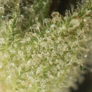 Buy Atomic Northern Lights Strain Online Green Society