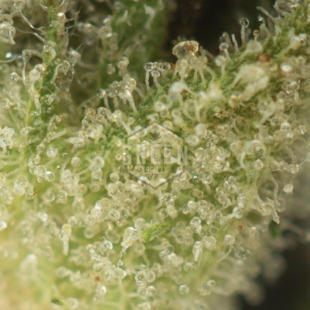 Buy Atomic Northern Lights Strain Online Green Society