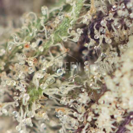 Buy Bio-Chem Strain Online Green Society