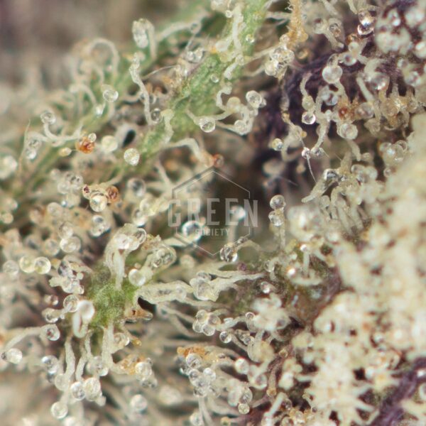 Buy Bio-Chem Strain Online Green Society