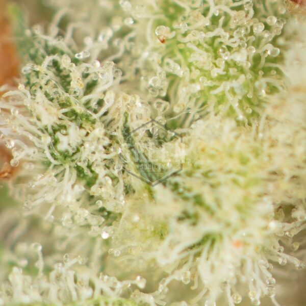 Buy Crunch Berries Strain Online Green Society