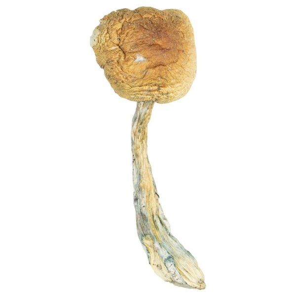 Cuban Cubensis